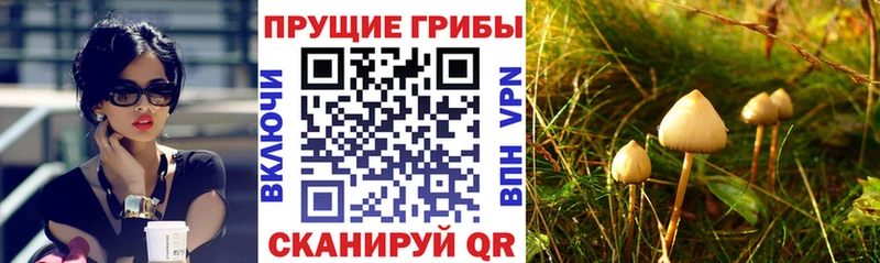 мега онион  Спасск  Псилоцибиновые грибы Cubensis 